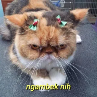 💛 ngambek nih gato, rabugento, animal de estimação, animal, fofo, laços, felino telegram sticker