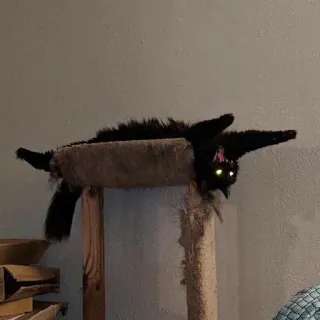 👿 kot, czarny, oczy, zwierzę domowe, zwierzę telegram sticker