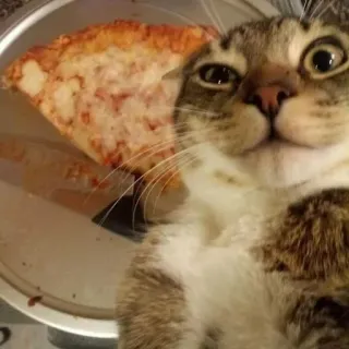 🌟 cat, pizza, food, animal, pet telegram sticker