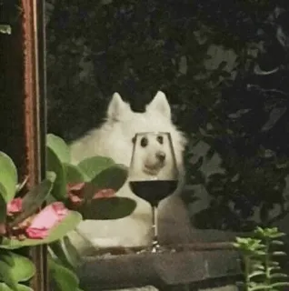 🐾 Hund, Wein, Alkohol, Haustier, Glas whatsapp sticker
