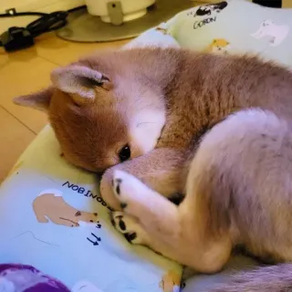 🙈 Hund, Shiba Inu, Welpe, schlafend, süß, Haustier, Tier telegram sticker