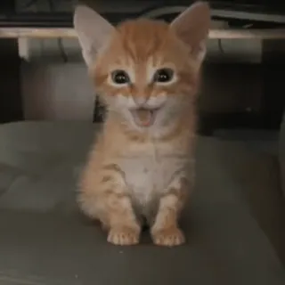 ☠ chaton, chat, animal de compagnie, animal, mignon, orange whatsapp sticker