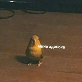 🥺 мине одинока นก, เหงา, เศร้า, มีม, นกแก้ว telegram sticker