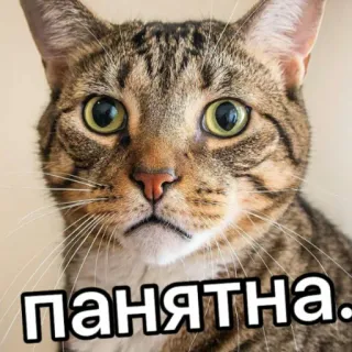 👌 панятна. кот, животное, мем, русский, смешной telegram sticker