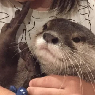 😊 loutre, animal, mignon, mammifère, faune telegram sticker