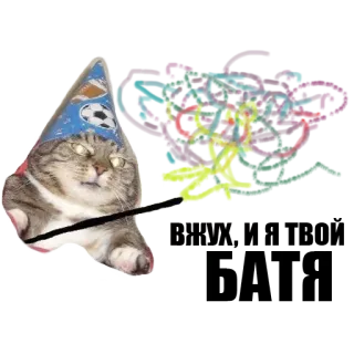 ✨ kat, feestmuts, huisdier, dier telegram sticker