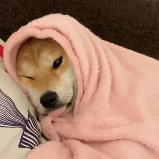 🐾 Hund, Shiba Inu, Tier, süß, Zunge, rosa, Decke whatsapp sticker
