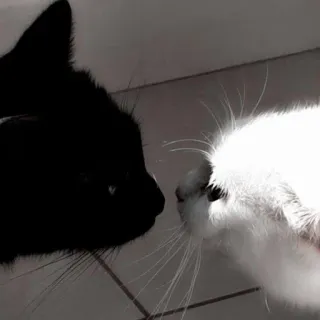 😘 Katze, schwarze Katze, weiße Katze, Tier, Haustier, Haustier, Gesicht whatsapp sticker