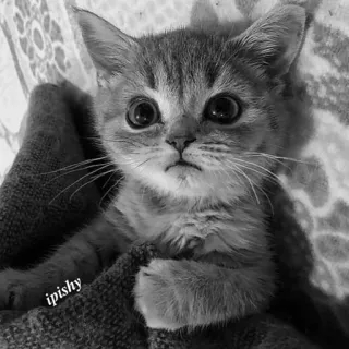 🕸 ipishy 小猫, 猫, 可爱, 宠物, 动物, 灰度 telegram sticker