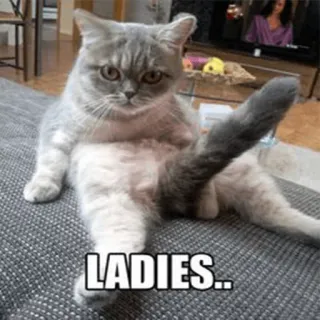 😷 LADIES... kucing, binatang, humor, wanita telegram sticker