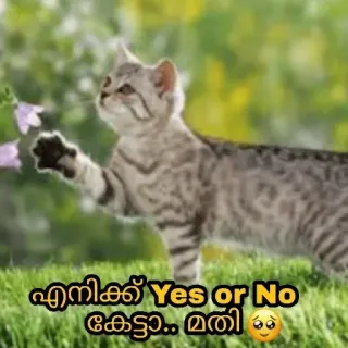 😅 എനിക്ക് Yes or No കേട്ടാ.. മതി cat, flower, kitten, animal telegram sticker
