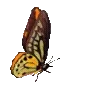 🦋
