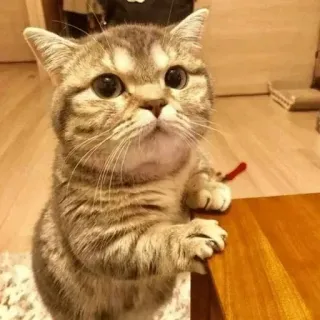 😟 cat, cute, kitten, pet, animal, feline, funny cat telegram sticker