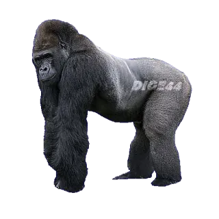 🦍 dice44 gorilla, animal, ape, primate, wildlife, nature telegram sticker