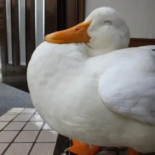 😌 duck, white, bird, animal, cute, peaceful whatsapp sticker