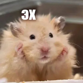 😡 ЭХ hamster, animal, cute, rodent, funny, meme telegram sticker