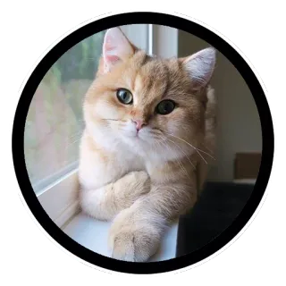 🤔 gato, gatinho, animal de estimação, animal, fofo, gato doméstico, felino telegram sticker