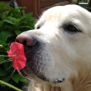 🌸 Hund, Golden Retriever, Blume, Haustier, Tier, Natur, Garten telegram sticker