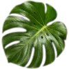 🥥