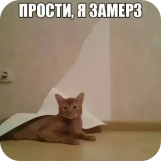 🐱 ПРОСТИ, Я ЗАМЕРЗ telegram sticker