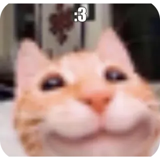 😏 :3 gatto, meme, animale, carino, arancione telegram sticker