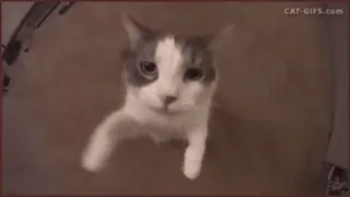 🐈 CAT-GIFS.com 고양이, 새끼 고양이, 애완 동물, 동물, 웃긴, 귀여운 telegram sticker