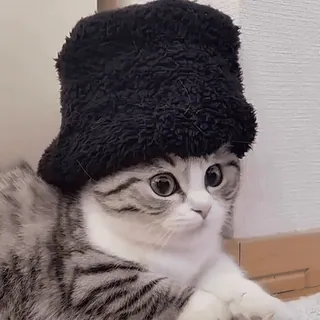 💂♂ kot, słodki, zwierzę, zwierzak, kapelusz telegram sticker