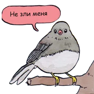 😒 Не зли меня 새, 동물, 귀여운, 스티커, 만화 telegram sticker