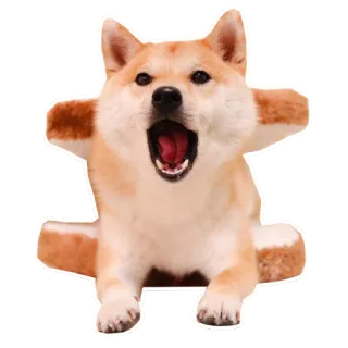 😧 собака, сиба ину, животное, милый telegram sticker