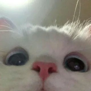 🙃 gato, gato branco, animal de estimação, animal, close-up, fofo, mamífero telegram sticker