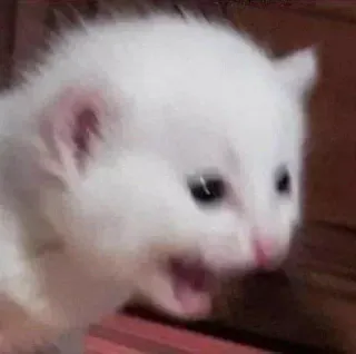 🐱 새끼 고양이, 고양이, 동물, 귀여운, 애완 동물, 흰색 telegram sticker