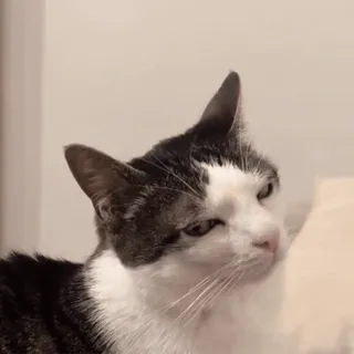 😏 Katze, Haustier, Tier, Hauskatze, Säugetier telegram sticker