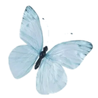 🦋 vlinder, blauw, natuur, insect, mooi telegram sticker