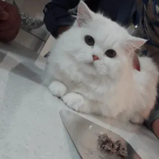 ✨ 猫, 白猫, 宠物, 可爱, 动物, 毛茸茸 whatsapp sticker