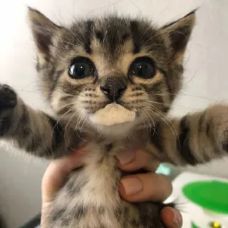 🤤 chaton, chat, animal, mignon, animal de compagnie, mammifère telegram sticker