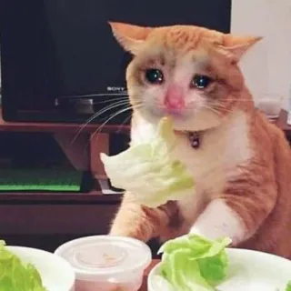 😢 kot, smutny, płacz, sałata, zwierzę domowe, zwierzę telegram sticker
