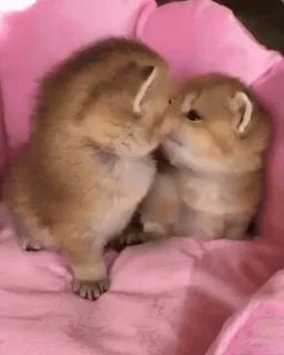 💗 Kätzchen, Katzen, Tiere, süß, Haustiere whatsapp sticker