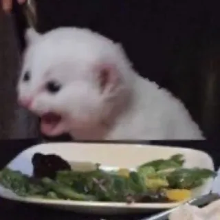 🤢 chat, mème, animal, chat en colère, salade, nourriture telegram sticker