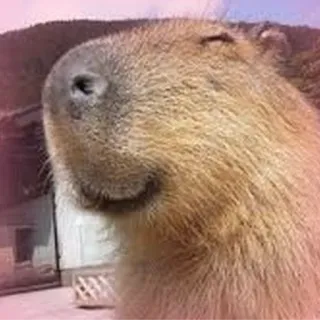 ☺️ Capybara, Nagetier, Tier, süß, Natur, Säugetier whatsapp sticker
