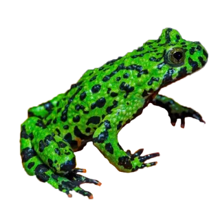 🐸 カエル, 緑, 動物, 両生類, 野生動物, 自然, 斑点 telegram sticker