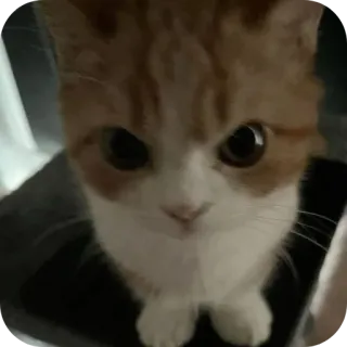 🐱 chat, chaton, animal, animal de compagnie, mignon, orange, blanc telegram sticker