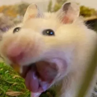 🤢 hamster, rongeur, animal de compagnie, animal, mignon, drôle, mème telegram sticker