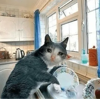 😩 猫, 泣く, 悲しい, キッチン, 掃除, 食器 telegram sticker