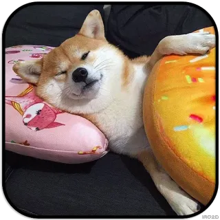 😴 dog, shiba inu, pillow, sleeping, cute telegram sticker