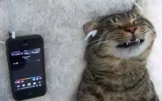 📱 cat, music, headphones, phone, animal, funny telegram sticker