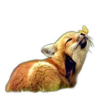 🦋 fox, butterfly, animal, cute, nature, wildlife telegram sticker