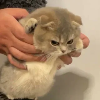 😠 cat, kitten, animal, pet, cute, angry, scottish fold, feline telegram sticker