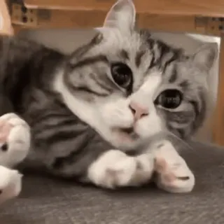 😴 猫, 動物, ペット, 可愛い, ネコ科, 子猫 telegram sticker
