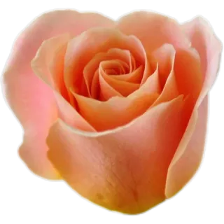 🌹 กุหลาบ, ดอกไม้, กลีบดอก, ลูกพีช, ลายดอกไม้, บาน telegram sticker
