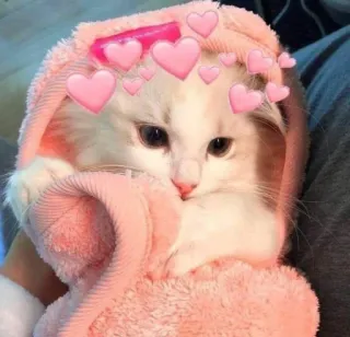 😸 kat, kitten, hartjes, lief, dier, huisdier, roze, hoodie telegram sticker